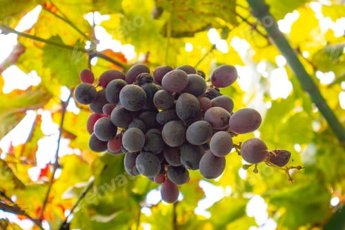 Preview: Close-Up Of One Grape Bunch At Organic Vineyard Against Sky