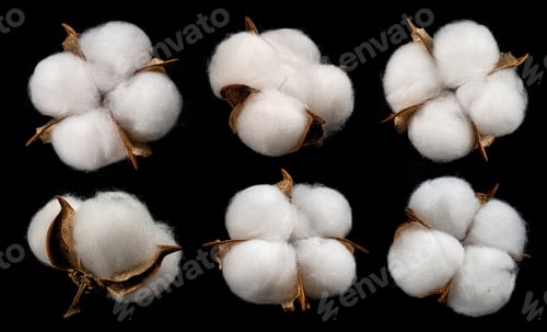 Preview: Cotton plant flower isolated on black background
