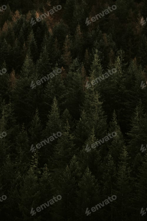 Preview: Dark forest