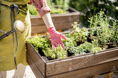 Preview: Gardener taking care of herbs growing at home vegetable garden