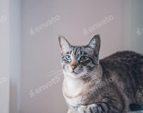 Preview: Portrait of a beautiful domestic cute cat with blue eyes