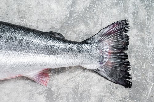 Preview: Fresh raw salmon red whole fish on kitchen table. Gray background. Top view