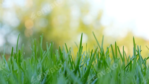 Preview: Close-up vibrant green grass lawn, natural greenery background texture of lawn garden.