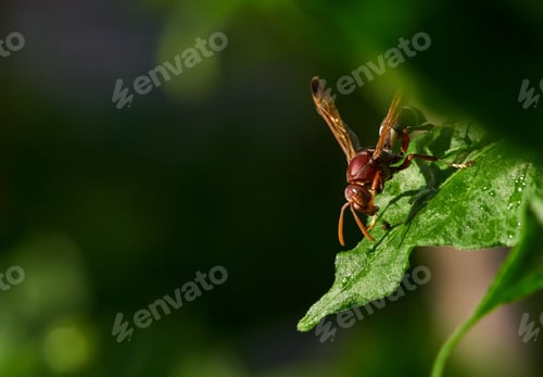 Preview: The hornet on the leaf