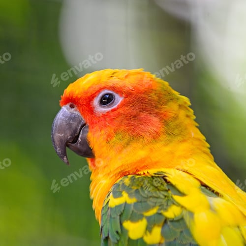 Preview: Sun Conure