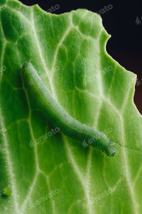 Preview: Green Caterpillar Crawling on a Leaf