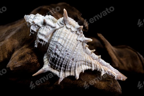 Preview: Murex spinicosta shell on wood black background
