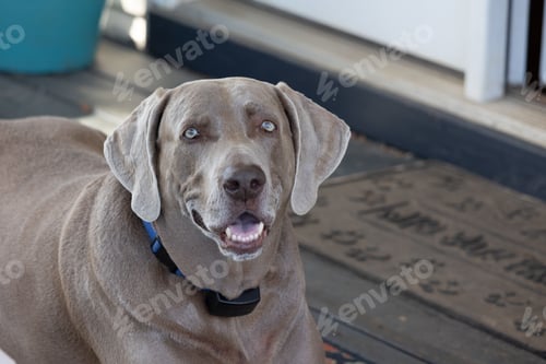 Preview: Gray labrador dog with a blue-collar lying on a wooden surface in front of a door