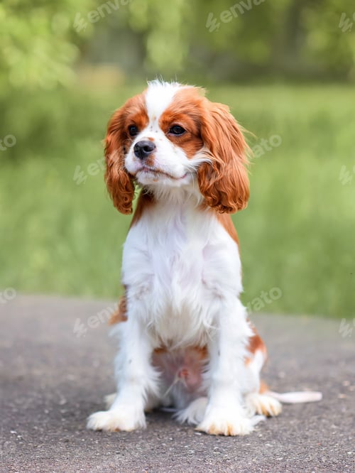 Preview: dog puppy cavalier king charles spaniel for a walk in the summer in a green park