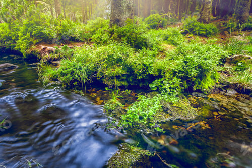 Preview: Forest stream in the morning