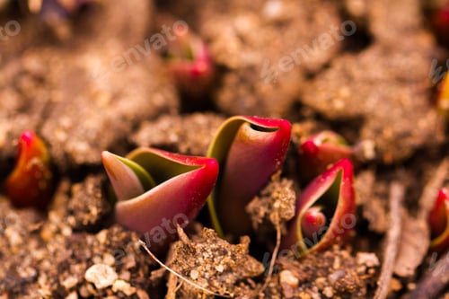 Preview: Tulips