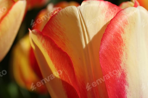 Preview: Tulip