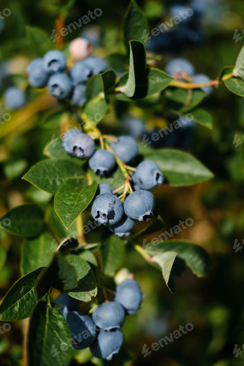 Preview: Fresh blueberries growing on bushes in a vibrant field during late summer harvest season