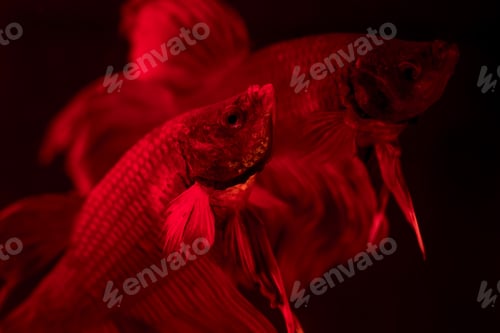 Preview: red siamese fighting fish - betta splendens. Aquarium fish swimming in front of isolated black