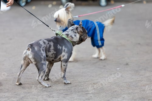 Preview: Two funny dogs sniffing smelling scent noses in park on leashes looking at each other pedigree stree