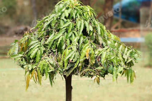 Preview: Selective of a green Polyalthia longifolia plant