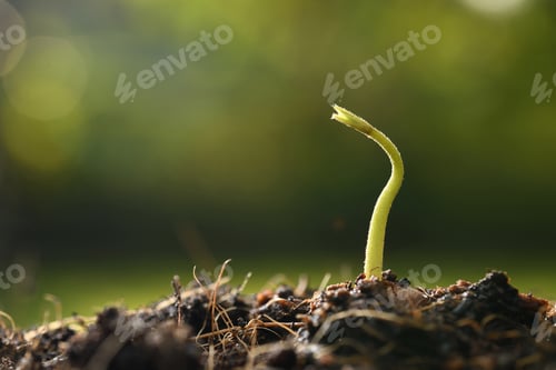 Preview: ััYoung plant