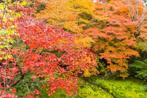 Preview: Red maple leaves or fall foliage in colorful autumn season, Yamanashi. Five lakes. Trees in Japan