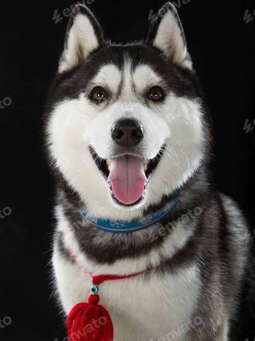 Preview: dog, siberian husky, pets, dogs, wilderness
