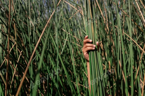 Preview: Hand holding reeds to replanting to fight deforestation