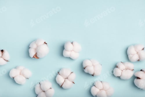 Preview: Cotton bolls on a blue background. Flat lay, top view