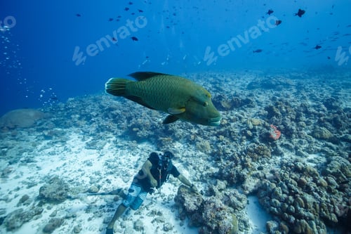 Preview: Humphead wrasse underwater swimming in a coral reef