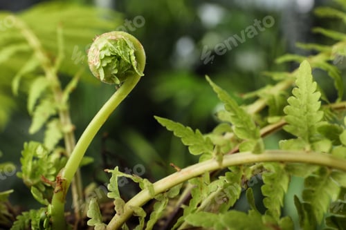 Vista previa: Green fern plant with young leaf on blurred background, closeup