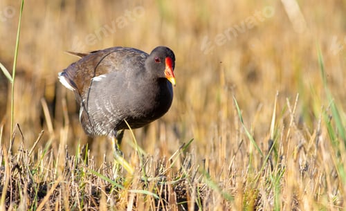 Preview: Moorhen, gallinule, Gallinula. Morning. A bird walks through wetlands looking for food.