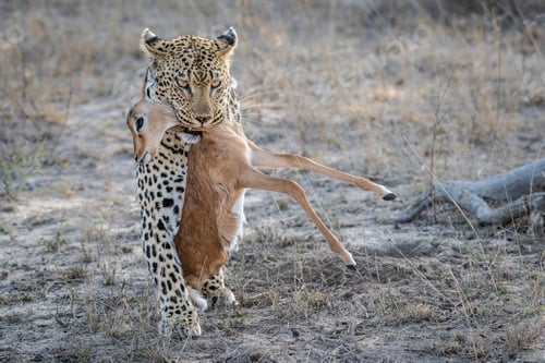 Preview: A leopard walks towards the camera holding an impala calf carcass in its mouth.
