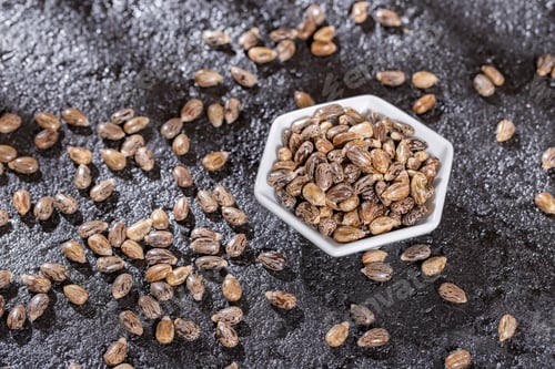 Preview: castor oil seed on black background, close-up
