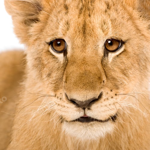 Preview: Lion Cub (4 months)
