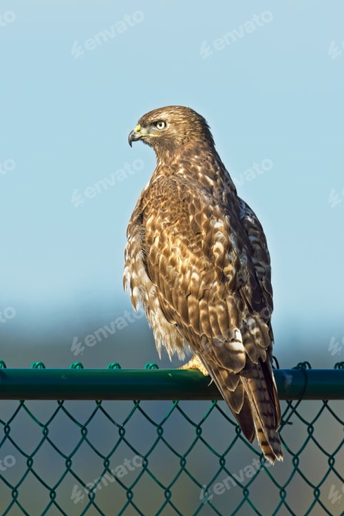 Preview: Red tailed hak perched on a fence.