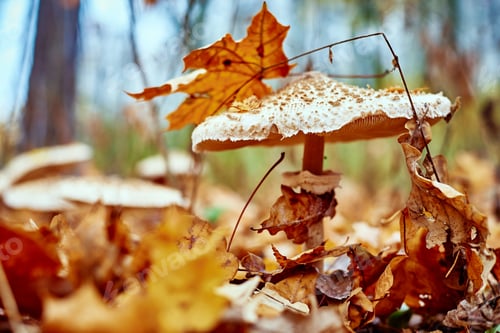 Preview: Poisonous mushroom on the background of fallen leaves