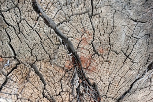 Preview: stump of felled tree