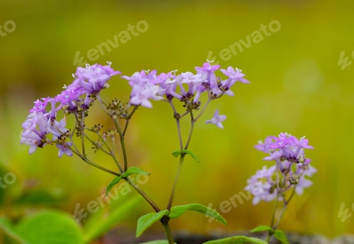 Preview: Beautiful wild flowers in a meadow, Flower background.