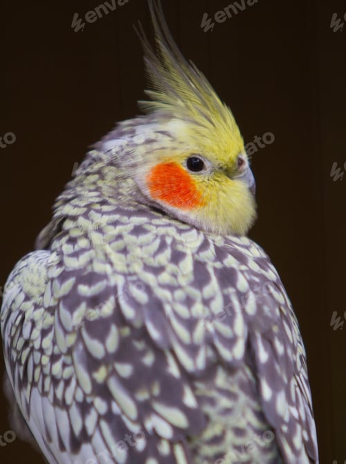 Preview: cockatiel, parrot, bird, isolate