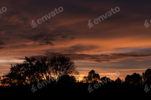 Preview: Morning sunrise and big trees