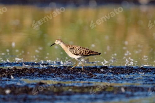 Preview: Young Ruff Is Walking