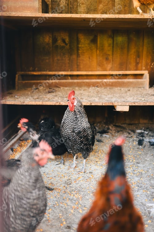 Preview: Chickens in a coop with a prominent black and white rooster.