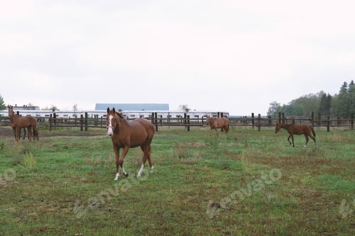 Preview: horses walking on farm outdoors