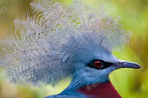 Preview: Victoria Crowned Pigeon, Goura victoria
