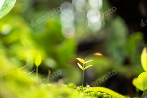 Preview: Moss and fern style plants proliferate grow cover stump the forest floor in the garden