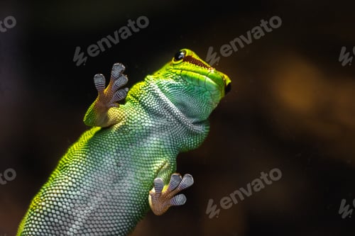 Preview: Bottom view macro of a Green gecko lizard on the glass looking at the camera