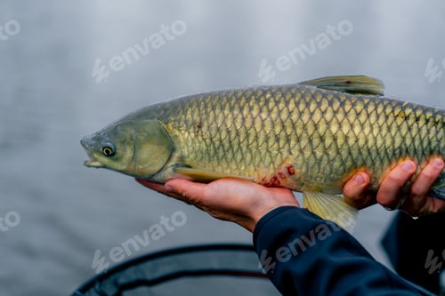 Preview: close up professional fisherman holding a carp fish on the bank of river fishing in reservoirs