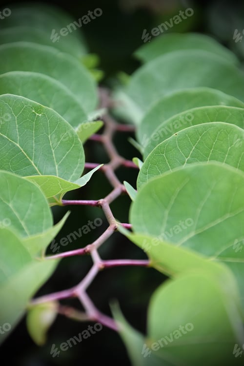 Preview: weird and wonderful detail view of a Judas tree branch and leaves