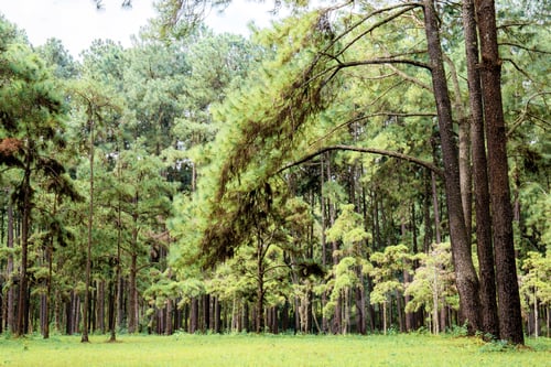 Preview: Pine tree and green lawn