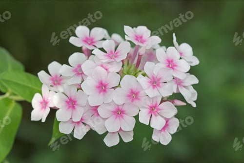 Preview: Flowers phlox, Latin Phlox paniculata