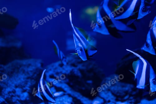 Preview: selective focus of striped fishes swimming under water in aquarium with blue lighting