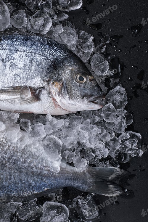 Preview: Raw fresh organic dorado or sea bream on ice cubes over black slate, stone or concrete background.