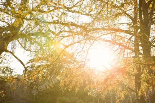 Preview: Sun shining through leaves on an autumns day